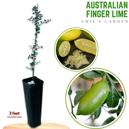 Australian Finger Lime Tree- chanh mong tay uc