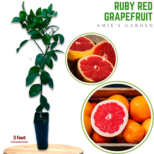 Grapefruit Tree- buoi