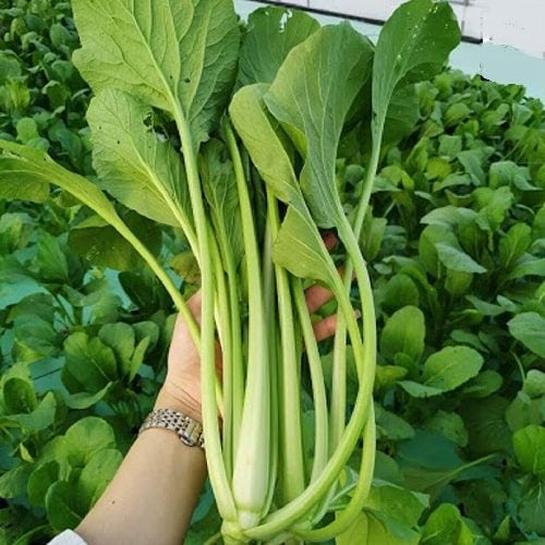 Cải ngọt-20g-sweet cabbage/ yu choy seeds
