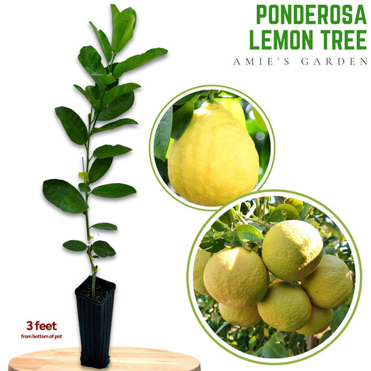 Ponderosa Lemon Tree