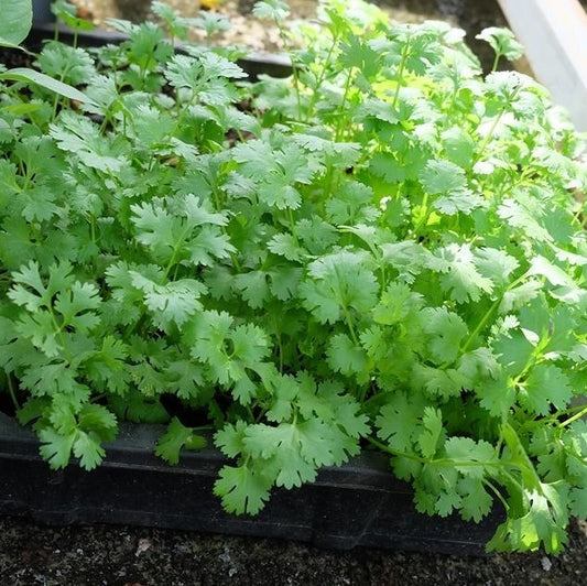 Ngò hạt nhỏ-20g-Small-Seeded Coriander