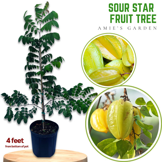 SOUR Star Fruit Tree- Khe Chua