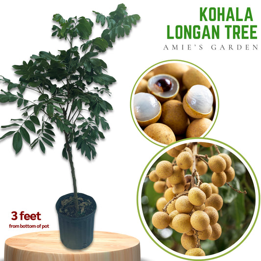 Longan Tree - Kohala-  Cay Nhan