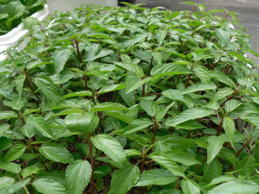 Rau đay đỏ-20g-Red Jute Mallow