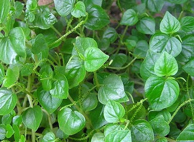 Rau càng cua-0.5g-Peperomia pellucida