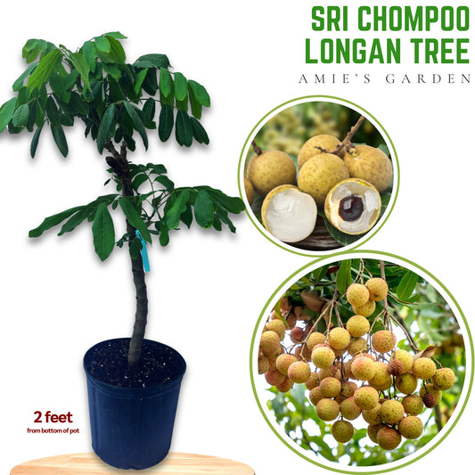 Longan Tree- Nhan