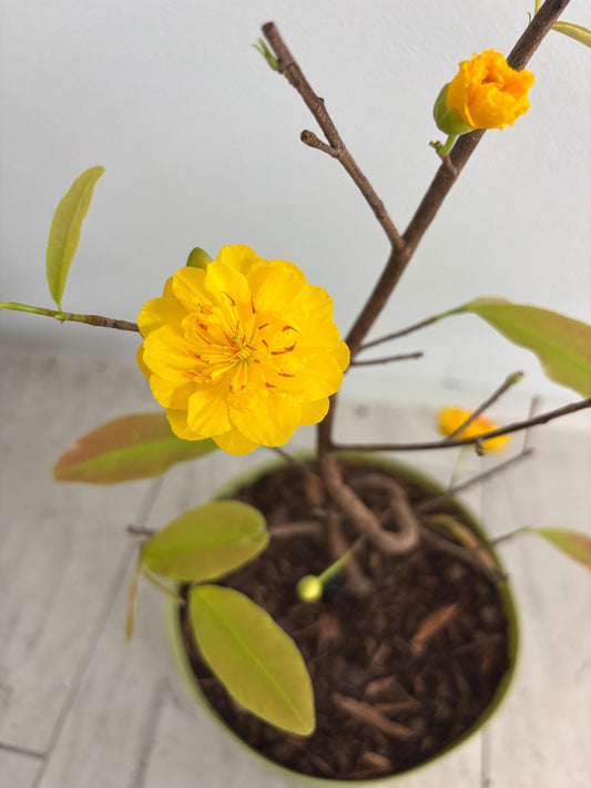 Mai Sieu Nu bonsai tree- Ochna Integerrima Bonsai tree- Mai Cuc Tho Huong