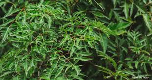 Aralia Ming- Cay Dinh Lang