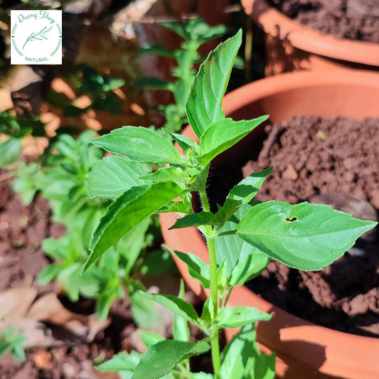 Rau thơm é trắng-5g-White Basil