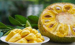 Jackfruit Tree- Cay Mit