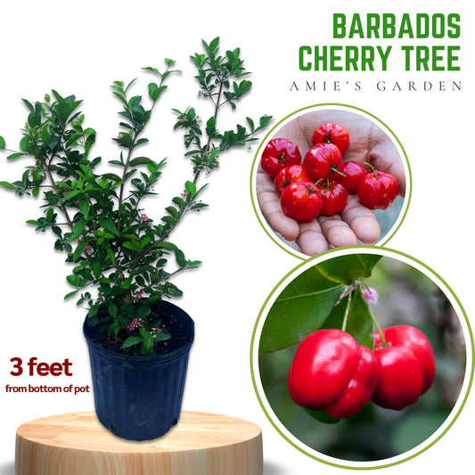Barbados Cherry Tree- Sori VN