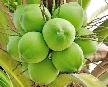 Dwarf Green Coconut Tree- Dua Xanh Lun