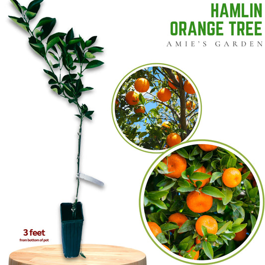 Hamlin Orange Tree