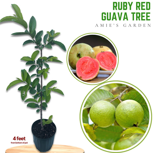 Ruby Supreme Guava Tree- Oi Do