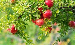 Pomegranate Tree- Luu
