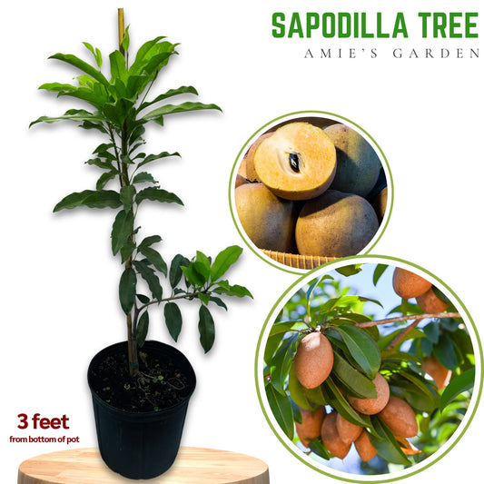 Sapodilla Tree- Sapoche