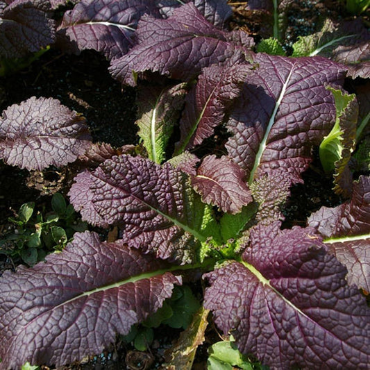 Cải mù tạt đỏ-1g-red mustard seeds