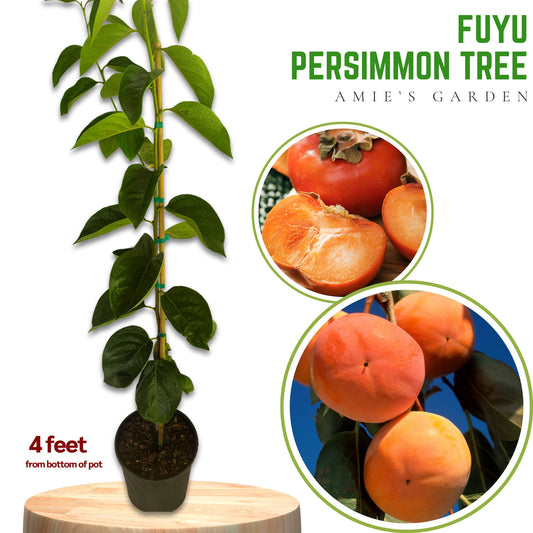 Fuyu Persimmon Tree- 5gallon- Hong Gion