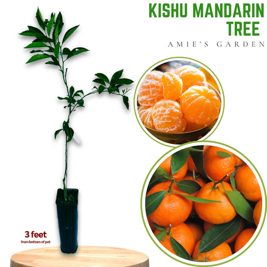 Kishu Mandarin Tree- quyt kishu