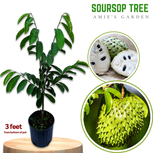 Soursop Tree - Mang Cau Xiem