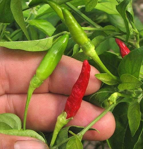 Ớt hiểm lai f1-0.2g-Bird’s Eye Chili