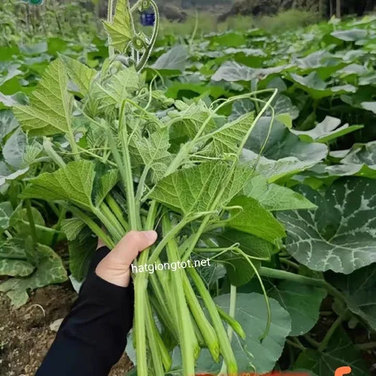 Bí siêu ngọn-10g-Baby Squash Tips