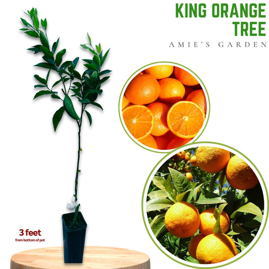King Orange Tree- Cam Sanh