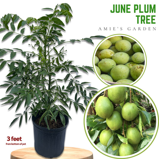 June Plum Tree- Cay Coc