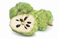 Sugar Apple Tree- Mang Cau