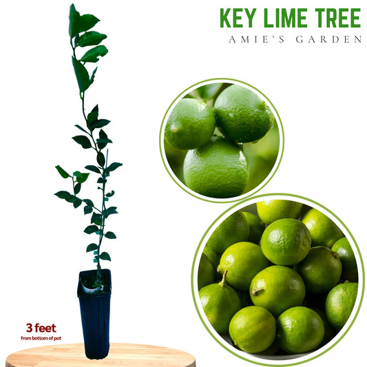 Key Lime Tree