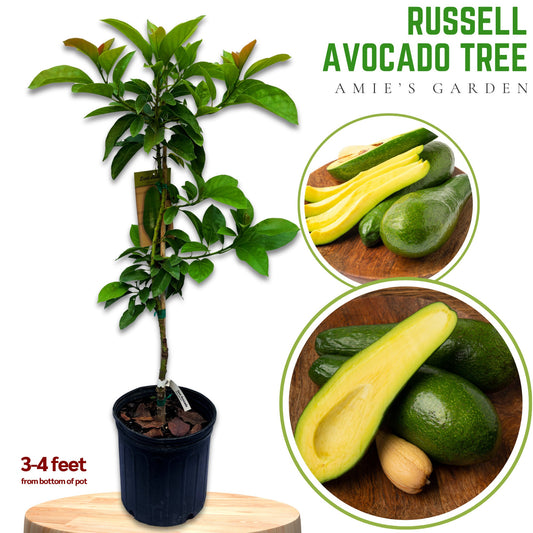 Russell Avocado Tree- Bo Co Dai