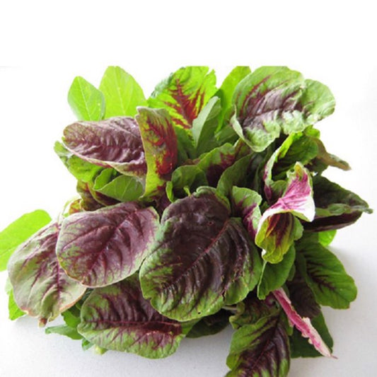 Rau dền 3 màu-20g-Tricolor Amaranth