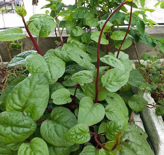 Mồng tơi đỏ-5g-Red Malabar Spinach