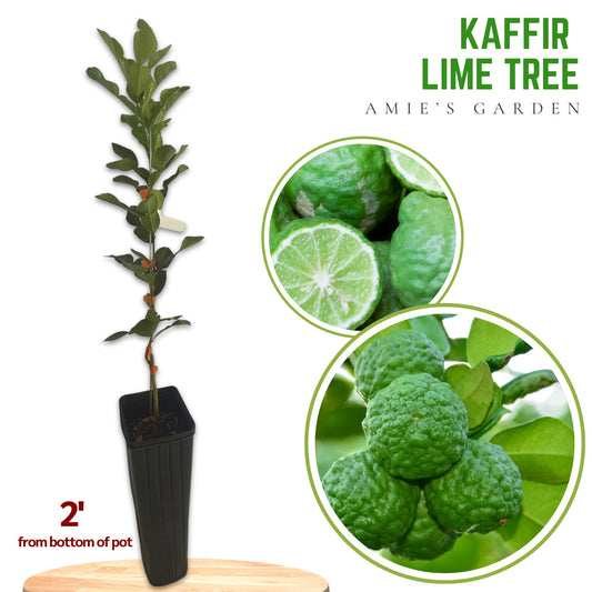 Kaffir Lime Tree- Chanh Thai