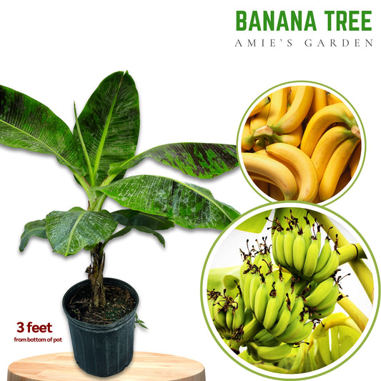 Banana Tree- Cay Chuoi