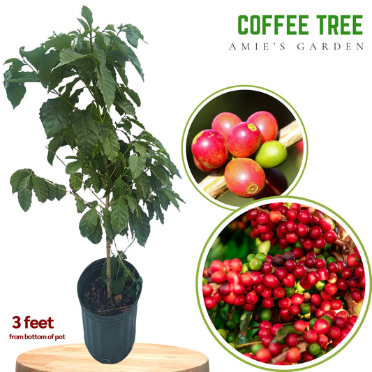 Coffee Tree - Cay Cafe