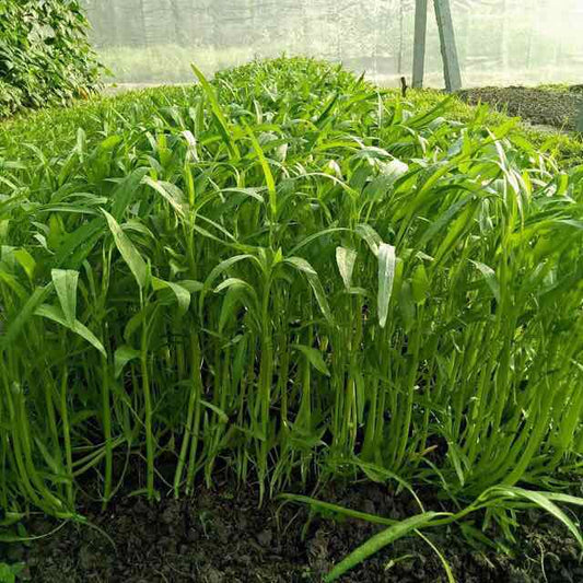 Rau muống lá tre-50g-Bamboo-Leaf Water Spinach
