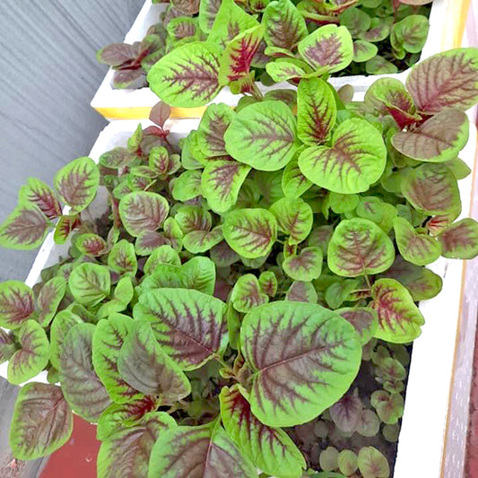 Rau dền tía-20g-Purple Amaranth