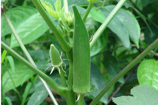 Đậu bắp xanh lai f1-5g-Green okra