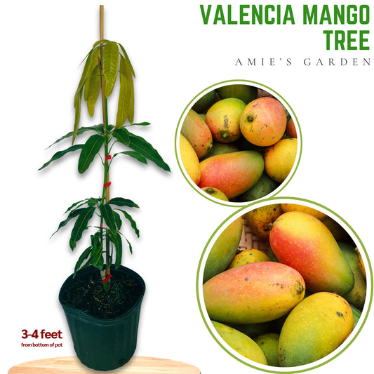 Valencia Pride Mango Tree- Xoai