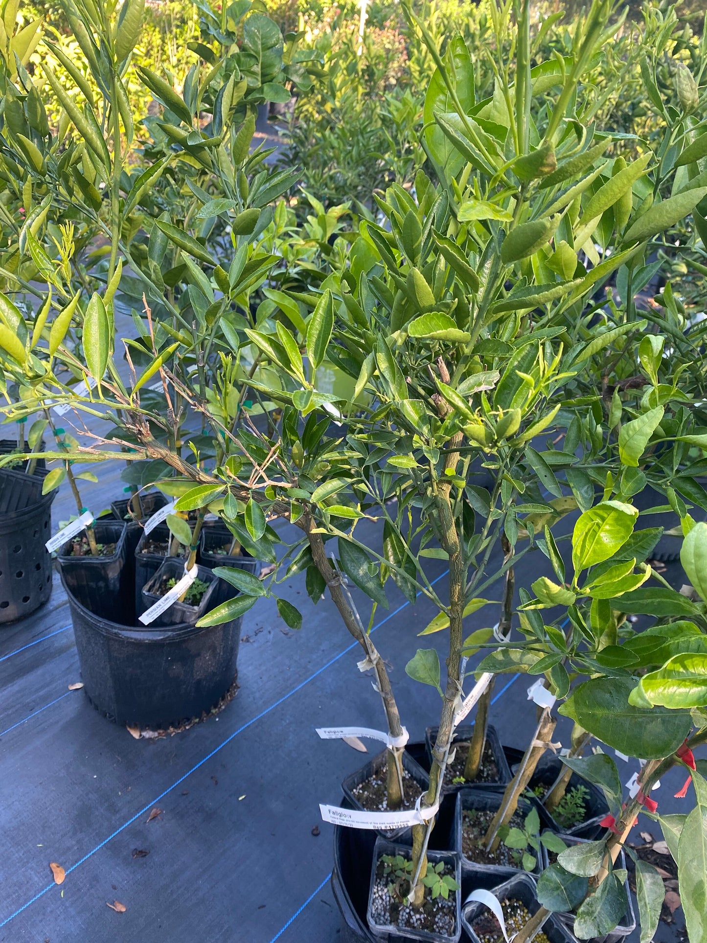 Fallglo Tangerine tree