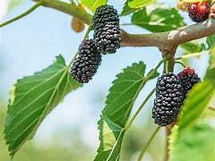 Mulberry Tree- Dau Tam