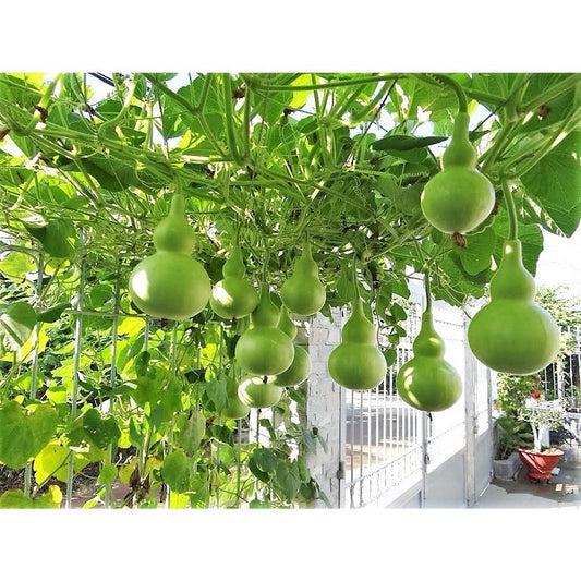 Bầu hồ lô-1g-Calabash Gourd
