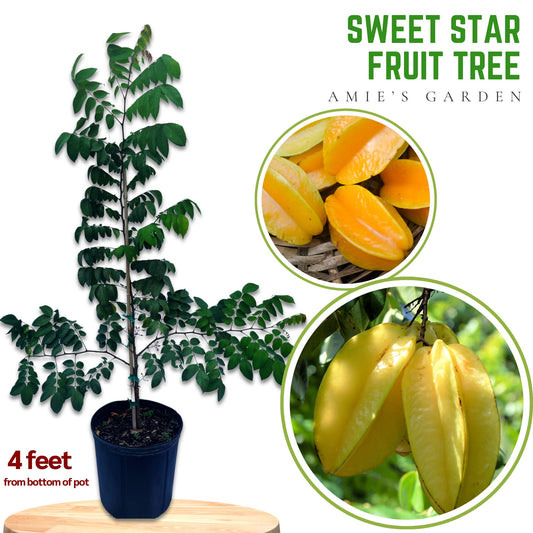 Sweet Grafted Star Fruit- Khe Ngot