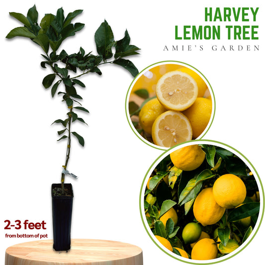 Harvey Lemon Tree