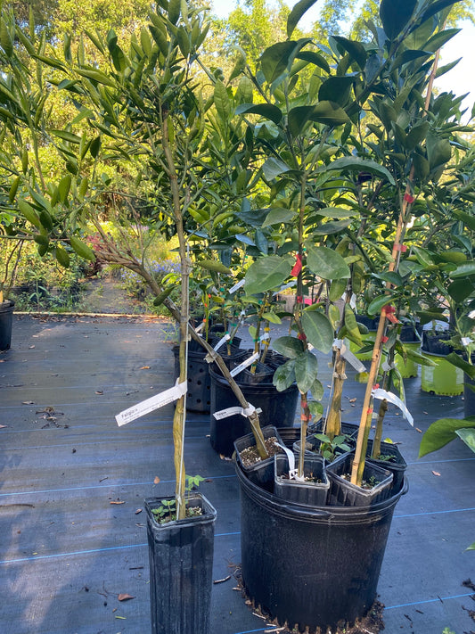 Fallglo Tangerine tree