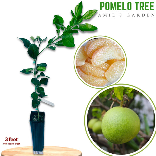 Pomelo Tree