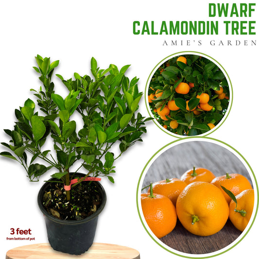 Bush Calamondin tree - Tac chua