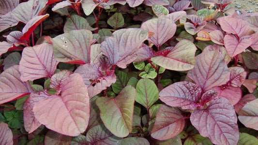 Rau dền đỏ-20g-Red Amaranth
