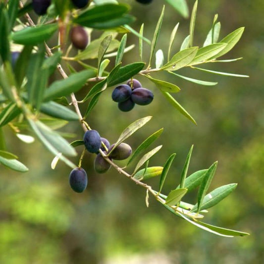 Olive tree- Cay O liu